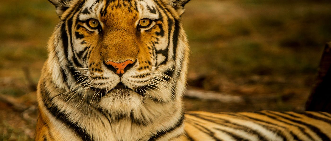 Tiger at Allwetterzoo Münster